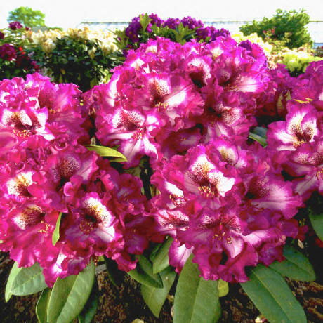 Рододендрон Painted Purple (вічнозелений)