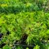 Сосна гірська гачкувата / Pinus mugo uncinata
