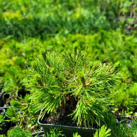 Сосна гірська гачкувата / Pinus mugo uncinata
