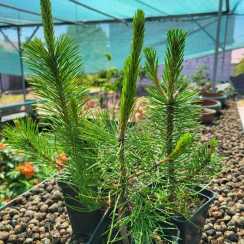 Сосна Чорна Австріяка/Pinus nigra austriaca