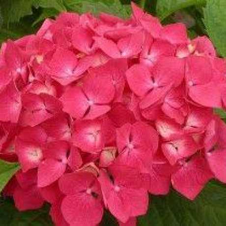 Гортензія крупнолистна Red Sensation