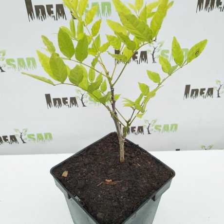Гліцинія (Вістерія) Sinensis (Сіненсі)