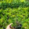 Сосна гірська гачкувата / Pinus mugo uncinata