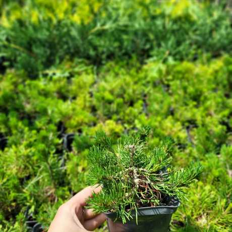 Сосна гірська гачкувата / Pinus mugo uncinata