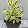 Лаванда зубчаста пестролиста Алларда Мерло (Lavandula x allardii 'Meerlo')