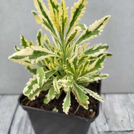 Лаванда зубчаста пестролиста Алларда Мерло (Lavandula x allardii 'Meerlo')