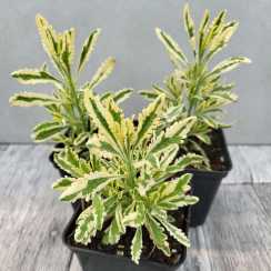 Лаванда зубчаста пестролиста Алларда Мерло (Lavandula x allardii 'Meerlo')