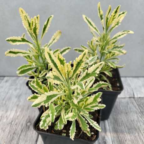 Лаванда зубчаста пестролиста Алларда Мерло (Lavandula x allardii 'Meerlo')