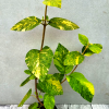 Калина Variegata/Варієгатна