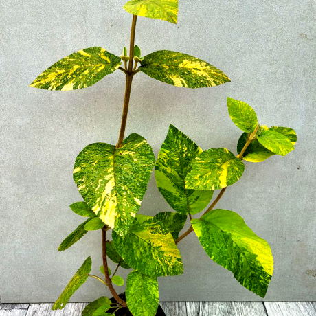 Калина Variegata/Варієгатна