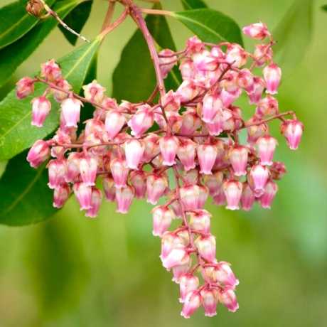Пієрис японський Boltmans Pink
