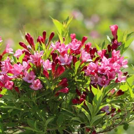 Вейгела гібридна Пікобелла Роса (Picobella Rosa)