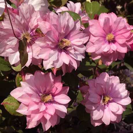 Клематис махровий Пінк Пешн (Pink Passion)