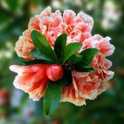 Гранат Pleniflora