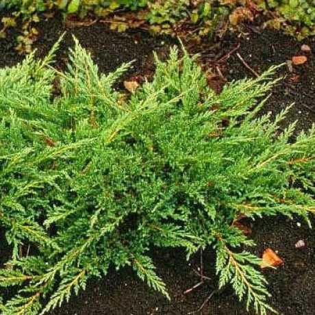 Ялівець горизонтальний Принц Уельський (Juniperus horizontalis Prince of Wales)