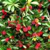 Суничне дерево (Arbutus unedo Atlantic)