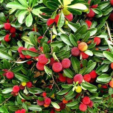 Суничне дерево (Arbutus unedo Atlantic)