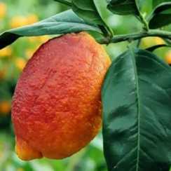 Лимон Россо (Red Limon Rosso)