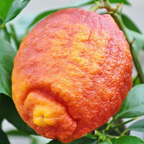 Лимон Россо (Red Limon Rosso)