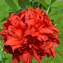 Азалія Doloroso (Долоросо)