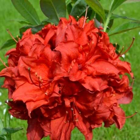 Азалия Doloroso (Долоросо)