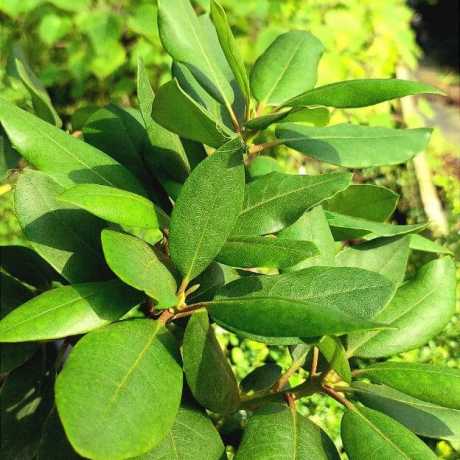 Рододендрон Розеум Елеганс/Roseum Elegans (вічнозелений)