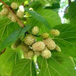 Шовковиця біла (Morus alba Milanowek)