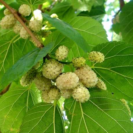 Шовковиця біла (Morus alba Milanowek)