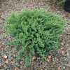 Ялівець Сарджента (Juniperus sargéntii)