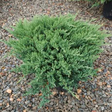 Ялівець Сарджента (Juniperus sargéntii)