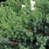 Ялівець Сарджента (Juniperus sargéntii)