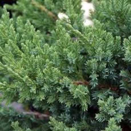 Ялівець Сарджента (Juniperus sargéntii)