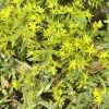Очиток(седум) лозовидний Сарментозум/Sedum sarmentosum