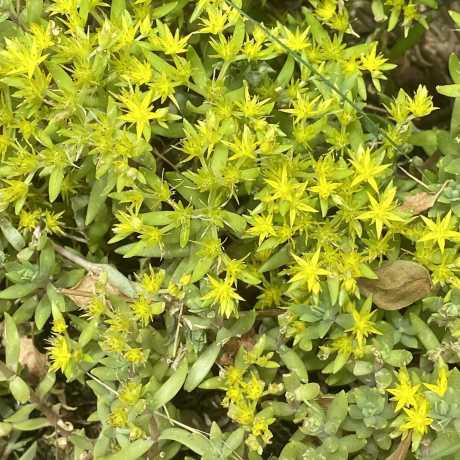 Очиток(седум) лозовидний Сарментозум/Sedum sarmentosum