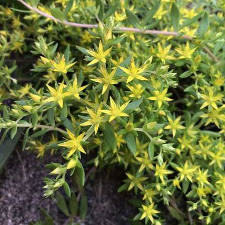 Очиток(седум) лозовидний Сарментозум/Sedum sarmentosum