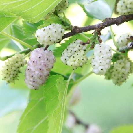 Шовковиця біла (Morus alba)