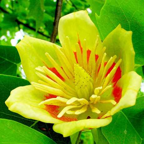 Тюльпанове дерево (Ліріодендрон)