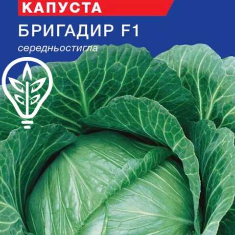 Насіння капусти білокачанної Бригадир F1 Голандія (For Hobby, TM GL Seeds)(50шт)