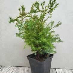 Кипарисовик горохоплідний Сквароза (Squarrosa)
