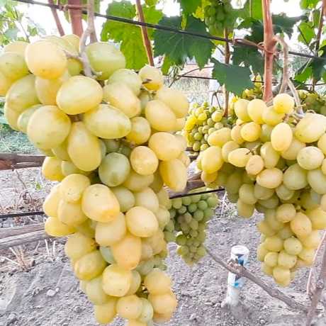 Виноград Слава Україні (столовий)