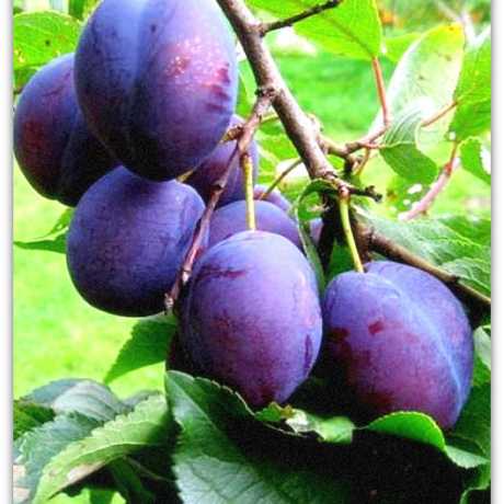 Слива 