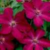 Клематис повторноцветущий Соу Мени Ред Флаурс (So Many Red Flowers)