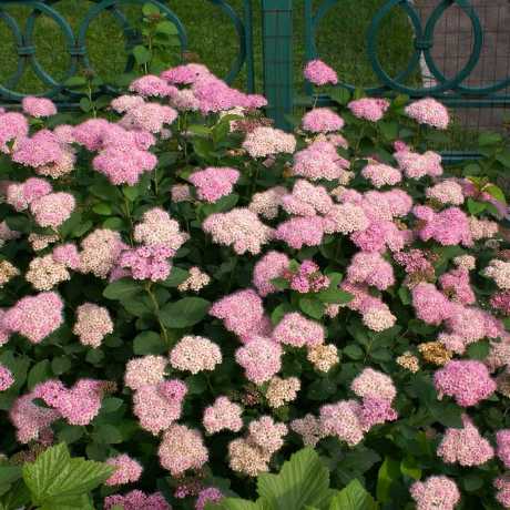 Спірея Густоквіткова/Densiflora