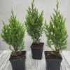 Ялівець китайський стрікта (Juniperus chinensis Stricta)