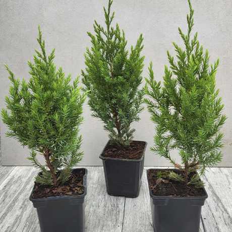 Ялівець китайський стрікта (Juniperus chinensis Stricta)