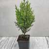 Ялівець китайський стрікта (Juniperus chinensis Stricta)