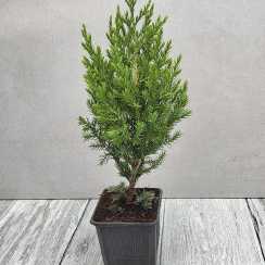 Ялівець китайський стрікта (Juniperus chinensis Stricta)
