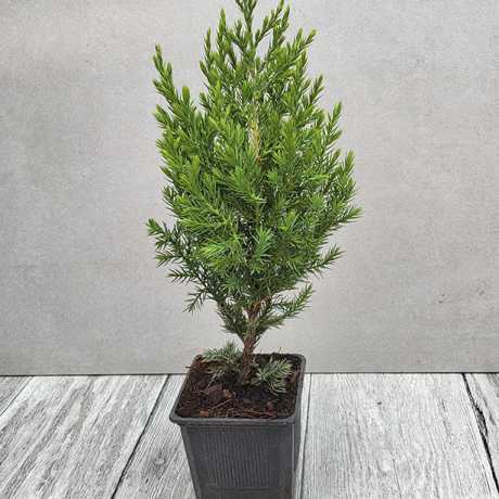Ялівець китайський стрікта (Juniperus chinensis Stricta)