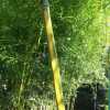 Бамбук Phyllostachys Aureosulcata (Spectabilis) в горщиках