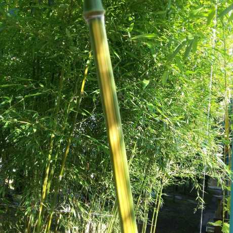 Бамбук Phyllostachys Aureosulcata (Spectabilis) в горщиках
